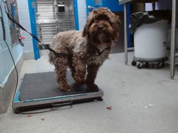 Poodle and Mixed Breed Dogs Available for Adoption - TANK | PetCurious