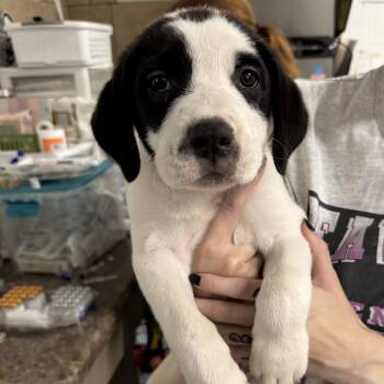 Donut -  Pit Bull Terrier and Great Pyrenees Dog for Adoption in Eureka Springs, Arkansas - Donut | PetCurious