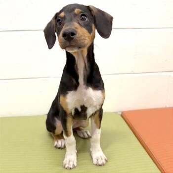 Arrietty -  Mixed Breed Dog for Adoption in League City, Texas - Arrietty | PetCurious