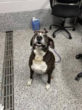 Tex -  Mixed Breed Dog for Adoption in West Chester, Pennsylvania - Tex | PetCurious