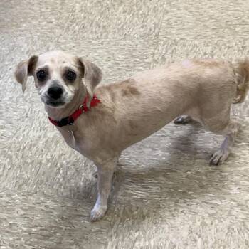 Bichon Frise Dogs Available for Adoption - Penelope Lou 22077 | PetCurious