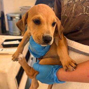 Spiderman -  Mixed Breed Dog for Adoption in Corinth, Mississippi - Spiderman | PetCurious