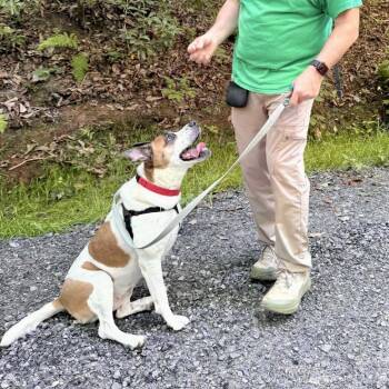 Mama -  Mixed Breed Dog for Adoption in Asheville, North Carolina - Mama | PetCurious
