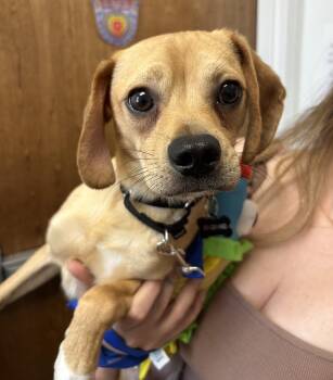 Hummus -  Puggle Dog for Adoption in Closter, New Jersey - Hummus | PetCurious