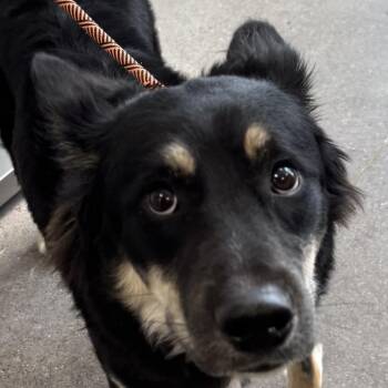 Loki -  Mixed Breed Dog for Adoption in Las Cruces, New Mexico - Loki | PetCurious