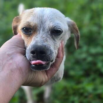 Bart -  Mixed Breed Dog for Adoption in Englewood, Florida - Bart | PetCurious