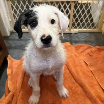 Terrier Dogs Available for Adoption in Little Rock, Arkansas - Jellybean | PetCurious