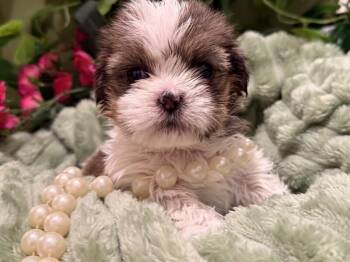 Cream Dream Supreme -  Cairn Terrier and Shih Tzu Dog for Adoption in Friendswood, Texas - Cream Dream Supreme | PetCurious