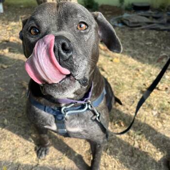 Lambert -  Pit Bull Terrier Dog for Adoption in Austin, Texas - Lambert | PetCurious