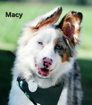 Macy -  Australian Shepherd Dog for Adoption in Franklin, Tennessee - Macy | PetCurious