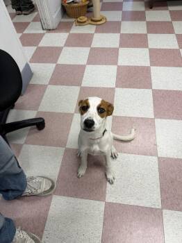 Shayla -  Hound and Mixed Breed Dog for Adoption in Ontario, California - Shayla | PetCurious