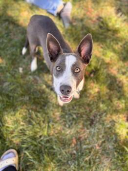 Australian Cattle Dog Blue Heeler and Shepherd Dogs Available for Adoption in Millcreek, Utah - Skylar | PetCurious