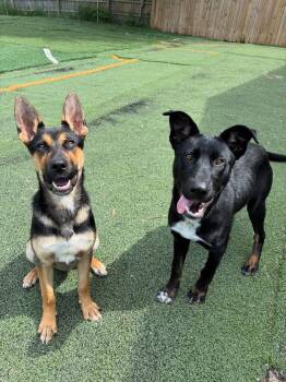Daisy (Daisy and Honey) -  German Shepherd Dog Dog for Adoption in Lewis Center, Ohio - Daisy (Daisy And Honey) | PetCurious