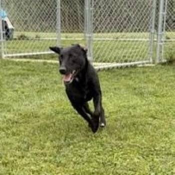 Stormy -  Black Labrador Retriever Dog for Adoption in Bryan, Ohio - Stormy | PetCurious