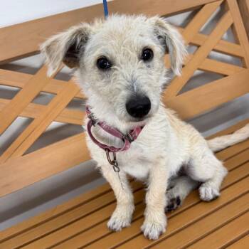 PERLA -  Terrier and Mixed Breed Dog Available for Adoption in Richmond, California - PERLA | PetCurious