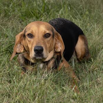 Mabel -  Mixed Breed Dog for Adoption in Franklin, Tennessee - Mabel | PetCurious
