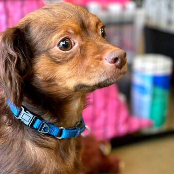 Chihuahua Dogs Available for Adoption - Mantis | PetCurious