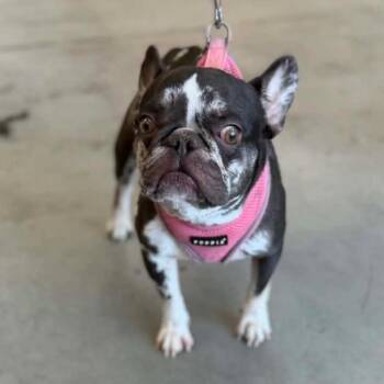Lola -  French Bulldog Dog for Adoption in Phoenix, Arizona - Lola | PetCurious