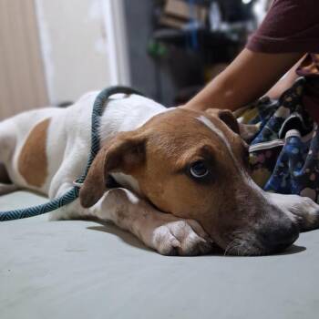 Folk -  Catahoula Leopard Dog and Mixed Breed Dog for Adoption in Chicago, Illinois - Folk | PetCurious