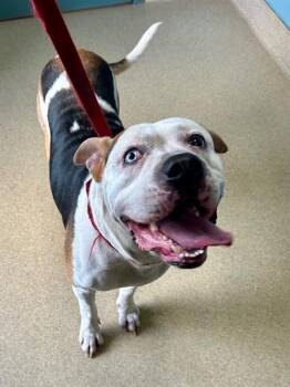 Rescue Pit Bull Terrier and Mixed Breed Dogs for Adoption in Newton, North Carolina - ANAKIN | PetCurious