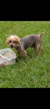 Peakaboo -  Yorkshire Terrier Dog for Adoption in Garland, Texas - Peakaboo | PetCurious