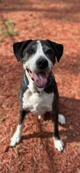05372B Kuechly -  Great Dane and Mixed Breed Dog for Adoption in North Charleston, South Carolina - 05372B Kuechly | PetCurious