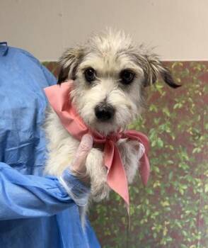 Consuela -  Terrier and Mixed Breed Dog for Adoption in San Antonio, Texas - Consuela | PetCurious
