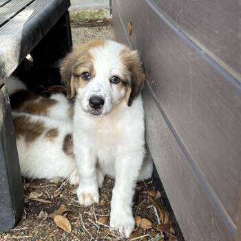 Rachel, Raquel, Rex -  Saint Bernard and Great Pyrenees Dog for Adoption in Magnolia, Texas - Rachel, Raquel, Rex | PetCurious