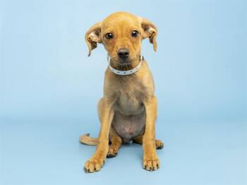 Chihuahua Dogs Available for Adoption in Phoenix, Arizona - CASHEW | PetCurious