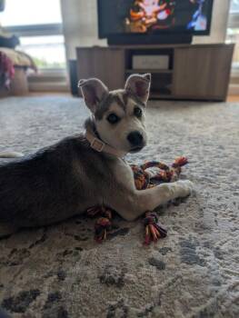 Husky Dogs Available for Adoption in Waunakee, Wisconsin - Gouda Mac | PetCurious