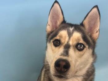 Zeus -  Siberian Husky Dog for Adoption in Woodbury, Minnesota - Zeus | PetCurious