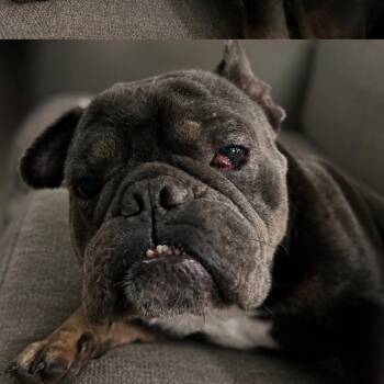Frankie G (Benefactor Dog) -  French Bulldog and English Bulldog Dog for Adoption in New Orleans, Louisiana - Frankie G (Benefactor Dog) | PetCurious