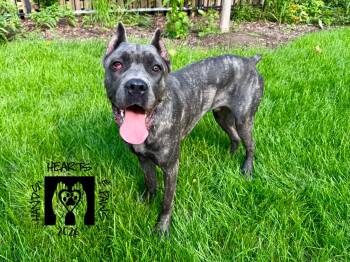 Shadow Bear -  Cane Corso Dog for Adoption in Omaha, Nebraska - Shadow Bear | PetCurious