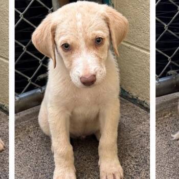 Shortbread -  Labrador Retriever Dog for Adoption in Bethel, Connecticut - Shortbread | PetCurious