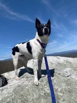 Mixed Breed Dogs Available for Adoption in Highland, New York - Prince | PetCurious