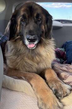 Rescue Leonberger Dogs for Adoption in Larkspur, Colorado - Thena | PetCurious