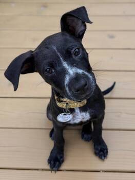 Honey -  Australian Cattle Dog Blue Heeler and Labrador Retriever Dog for Adoption in Darien Center, New York - Honey | PetCurious
