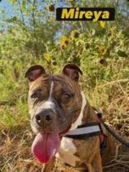 Mireya -  Boxer Dog for Adoption in Denton, Texas - Mireya | PetCurious