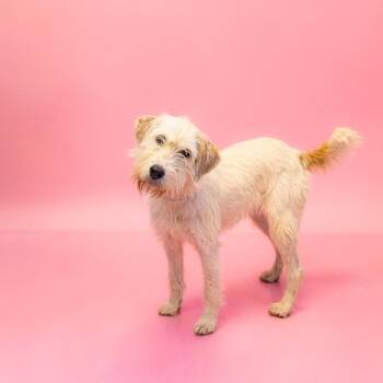 Ic-12 Jellybean -  Terrier Dog for Adoption in Lawrenceville, Georgia - Ic-12 Jellybean | PetCurious