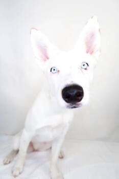 Sapphire -  Australian Cattle Dog Blue Heeler Dog for Adoption in Bixby, Oklahoma - Sapphire | PetCurious