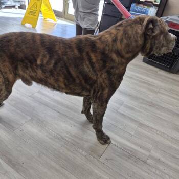 Simba -  Bullmastiff and Black Mouth Cur Dog for Adoption in Cleveland, Mississippi - Simba | PetCurious