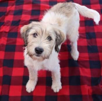Wheaten Terrier Dogs Available for Adoption in Rockaway, New Jersey - Thelma Athens | PetCurious