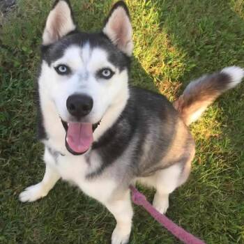 Siberian Husky Dogs Available for Adoption in Falls Church, Virginia - Aspen | PetCurious