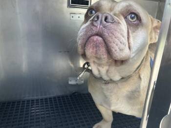 American Bulldog Dogs Available for Adoption in Dallas, Texas - BOSS | PetCurious