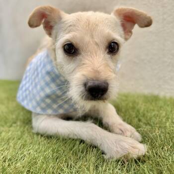 OLAF -  Terrier Dog for Adoption in San Diego, California - OLAF | PetCurious