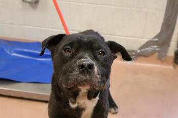 Rescue Mixed Breed Dogs for Adoption in Columbia, South Carolina - BRONX | PetCurious