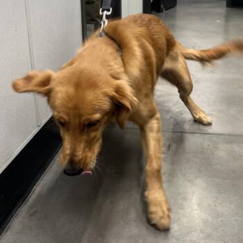 Pookie -  Golden Retriever Dog for Adoption in Tampa, Florida - Pookie | PetCurious