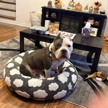 Carl -  Pit Bull Terrier Dog for Adoption in Warrenville, Illinois - Carl | PetCurious