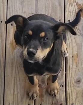 Pepsi -  Shepherd Dog for Adoption - Pepsi | PetCurious
