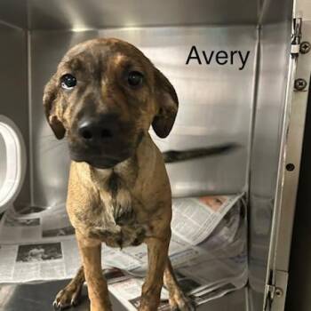 Avery -  Mixed Breed Dog for Adoption in Knoxville, Tennessee - Avery | PetCurious